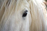 Close-up of a horse’s expressive eye framed by sleek, glossy mane.