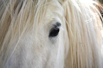 Close-up of a sleek horse’s alert eye and finely groomed mane, highlighting elegance.