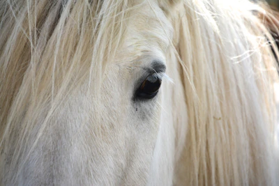 Close-up of a horse’s expressive eye framed by sleek, glossy mane.