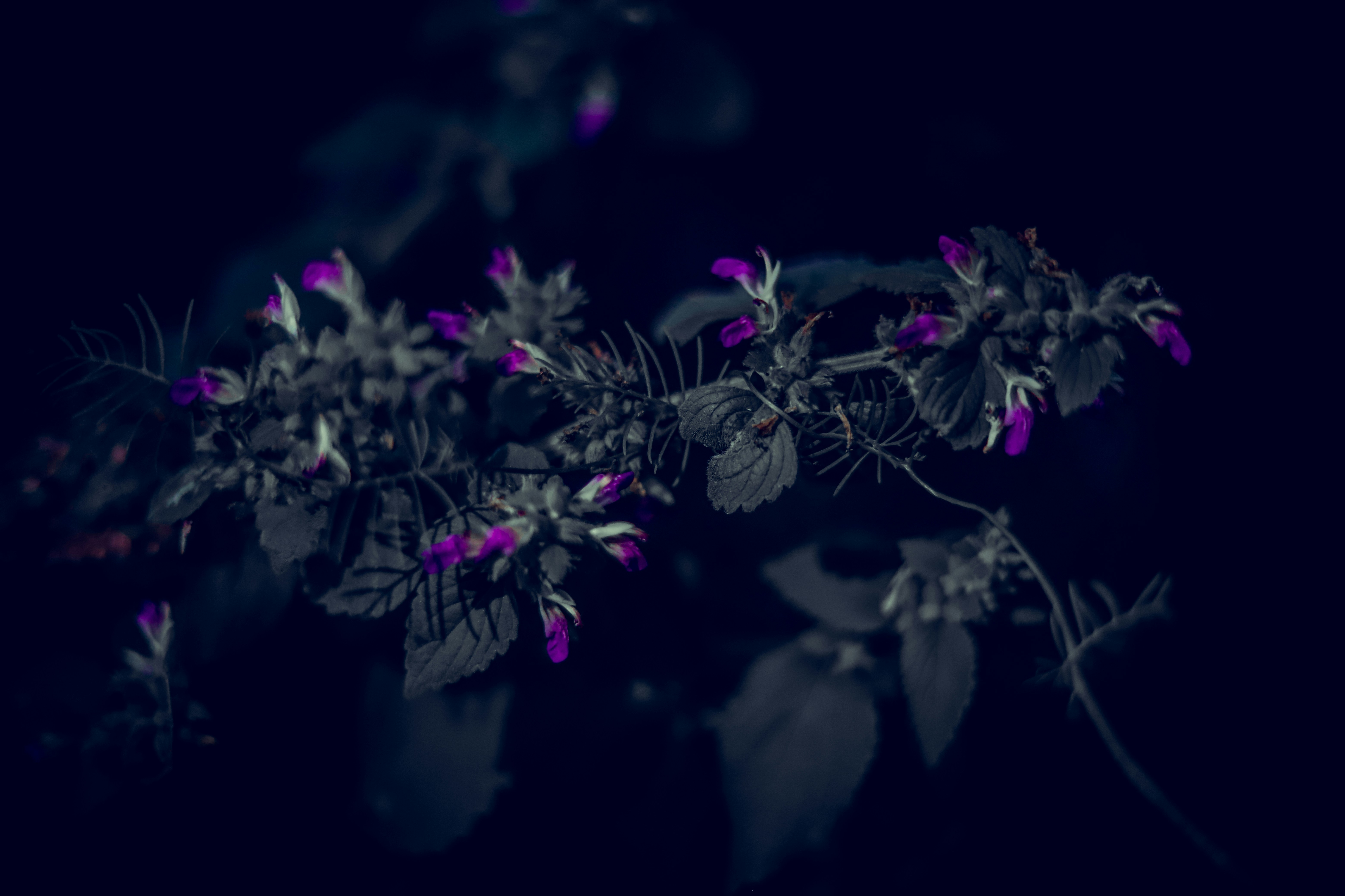 pink flowers with green leaves