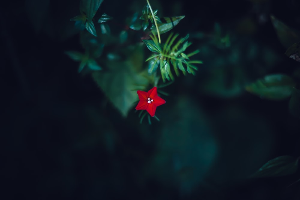 Fotografía macro de flor de pétalos rojos