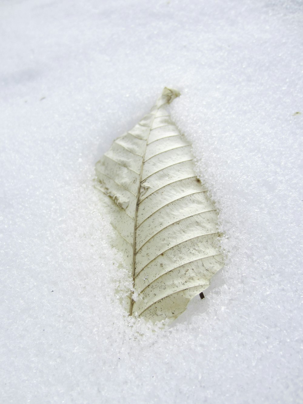 a white leaf is laying in the snow