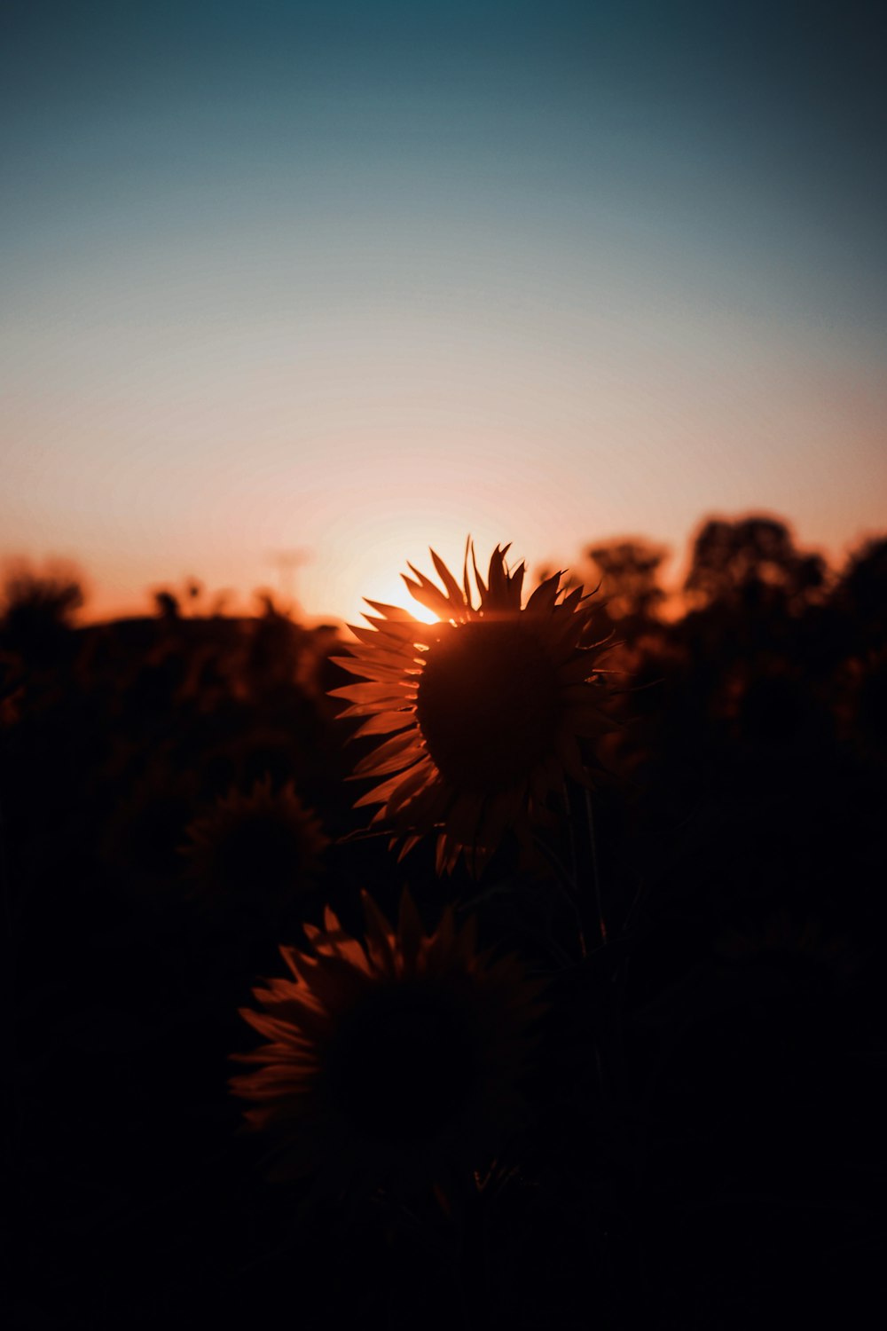 silhouette photography of flowers under a calm blue sky