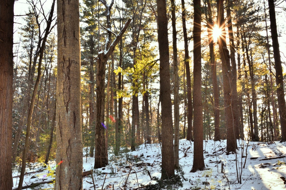 sun piercing through trees