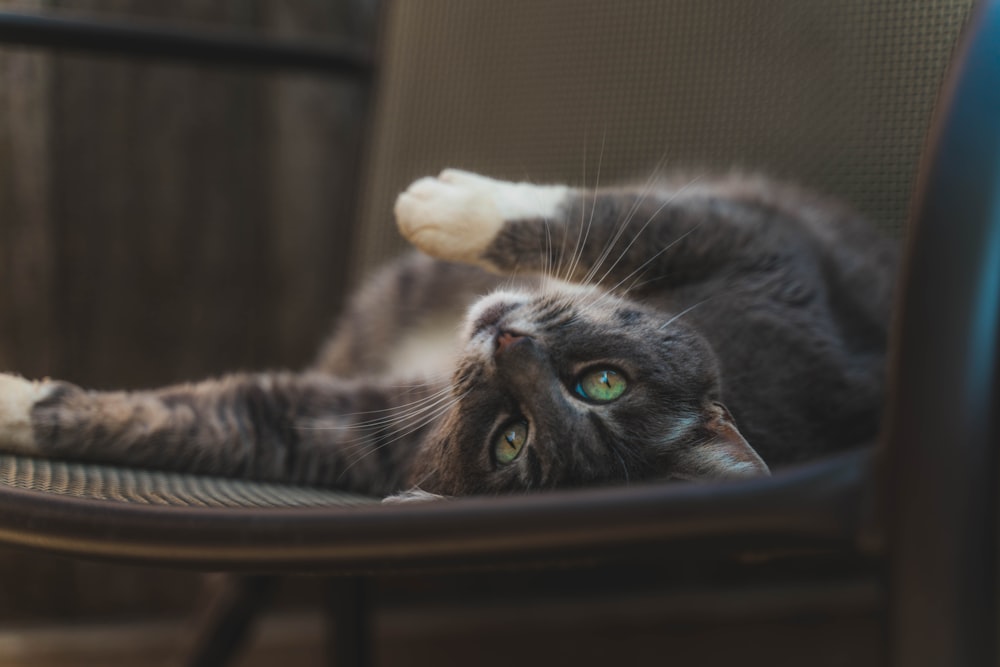 cat lying on chair