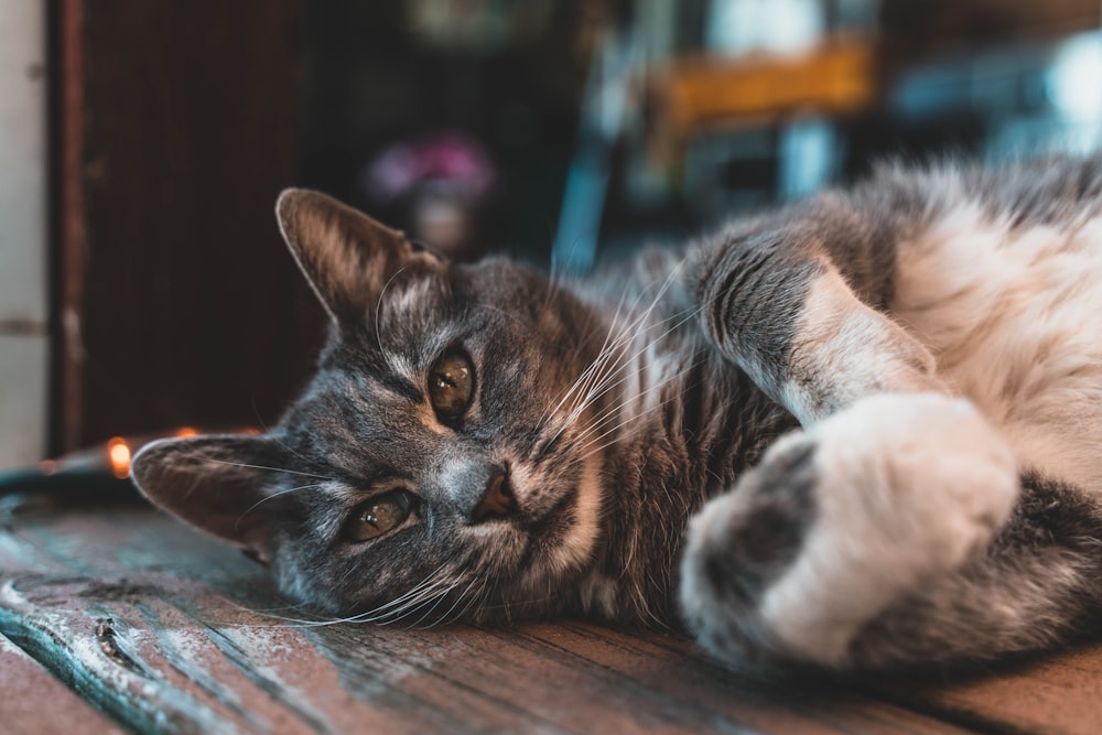 cat lying on wooden surface