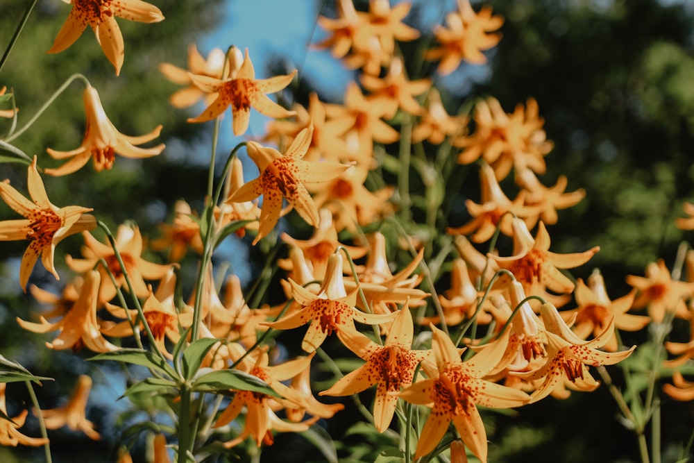 yellow petaled flower