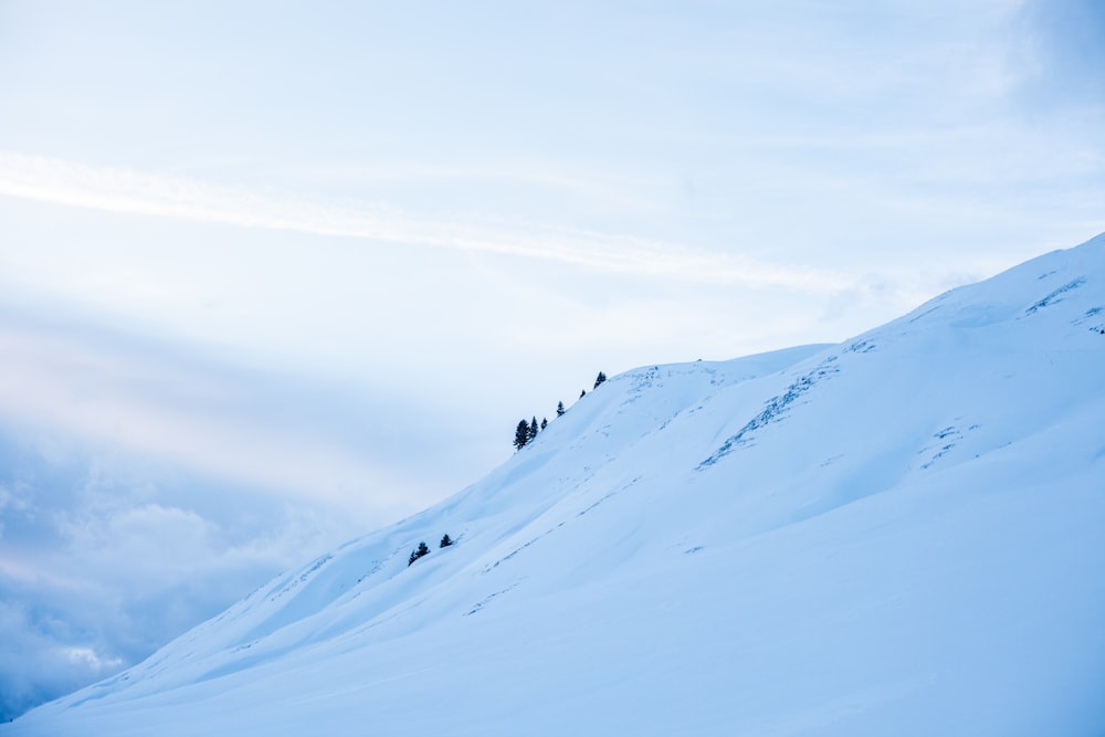 trees on hill