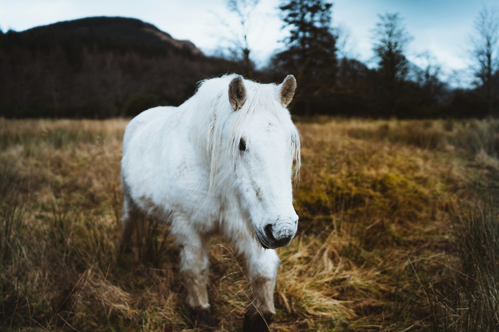 Sony a7 III + Sony Distagon T* FE 35mm F1.4 ZA sample photo. White horse on green photography