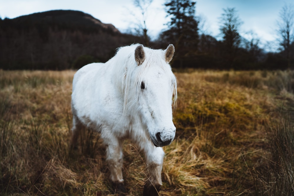 white horse on green grass