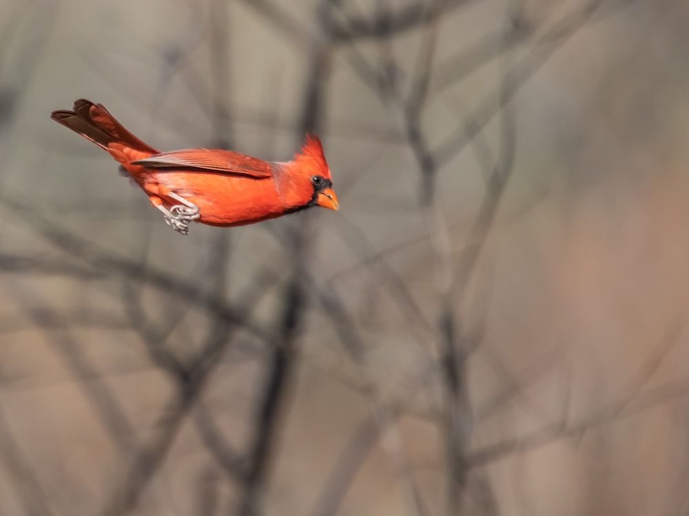 orange and black bird in mid air
