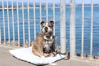 A bulldog is sitting on a white cushion near a metal railing with a scenic view of the ocean in the background. The dog appears relaxed, with its leash resting on the ground. Sparse vegetation is seen by the railing.