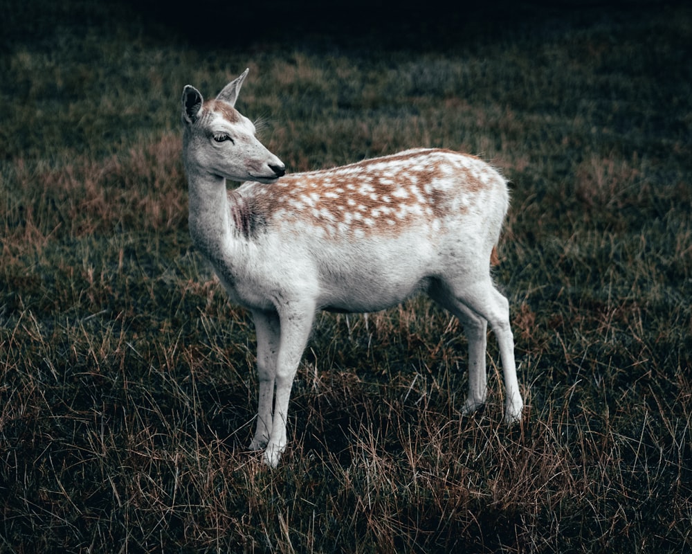 white and brown deer