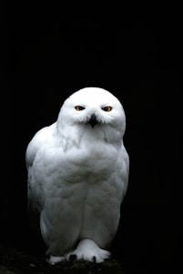 A sharp-eyed owl perched silently against a dark night sky, symbolizing vigilance and discretion.