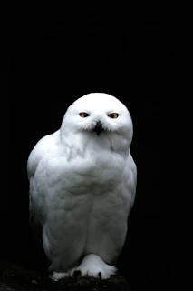 Black acrylic panel featuring a minimalist engraving of an owl with striking white feathers and subtle eye color.