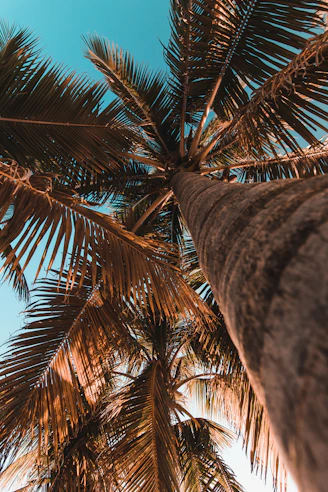 green palm tree during daytime