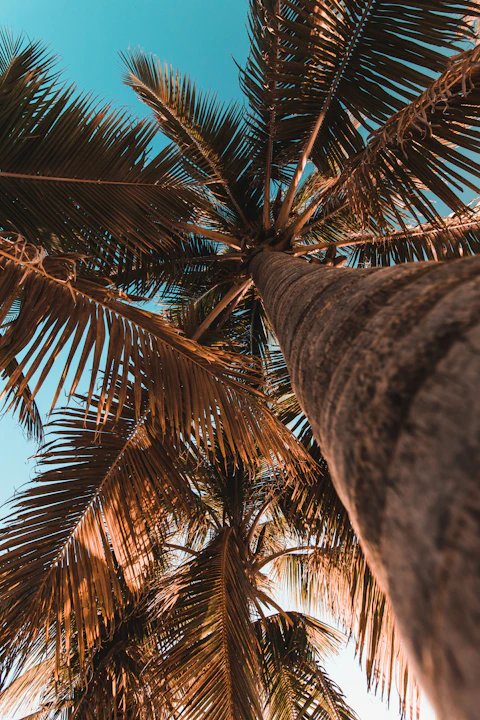 green palm tree during daytime