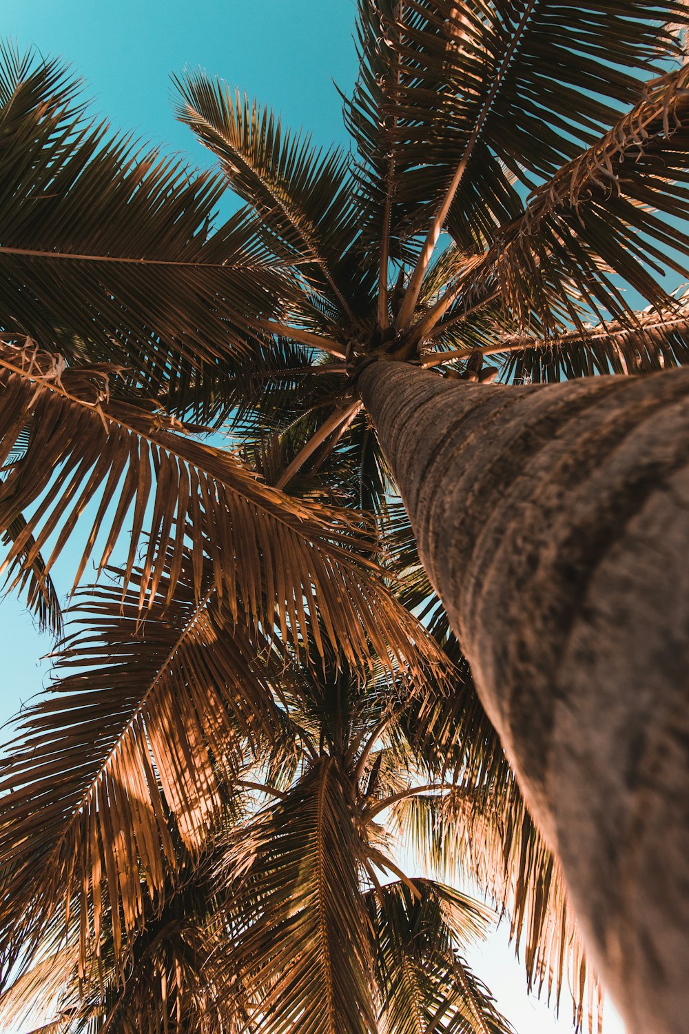 green palm tree during daytime