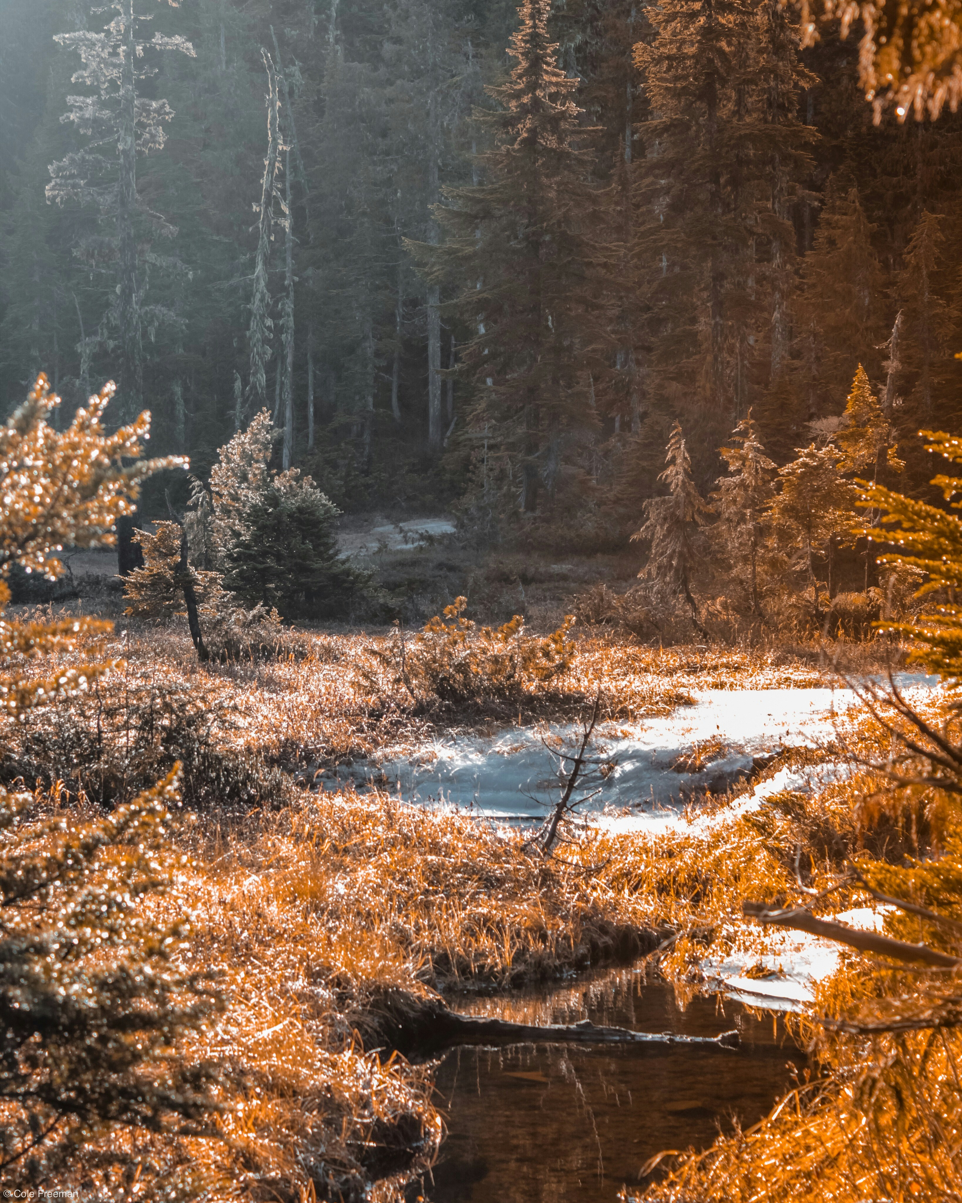 Photo by colefreeman