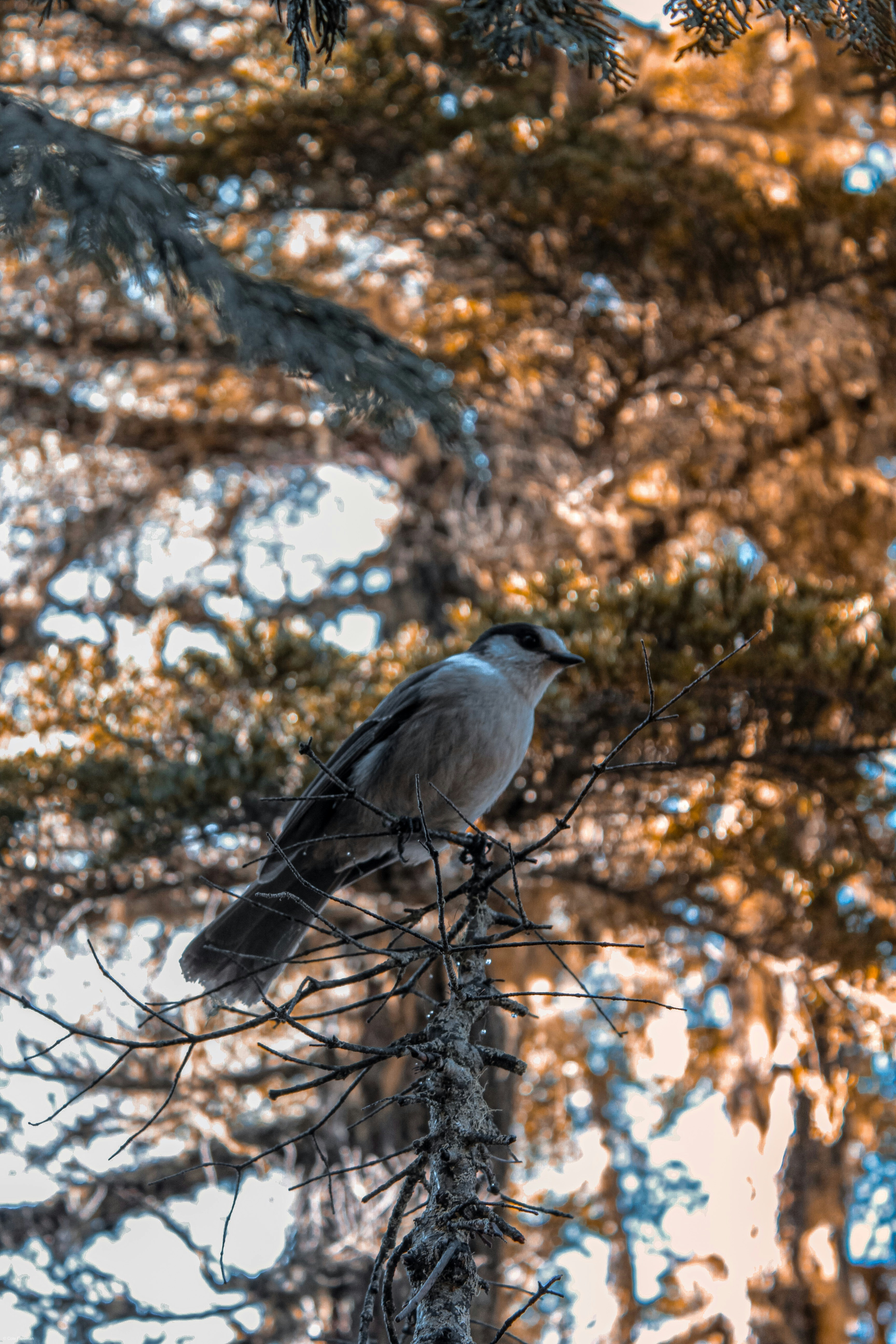grey and black bird on tree branch