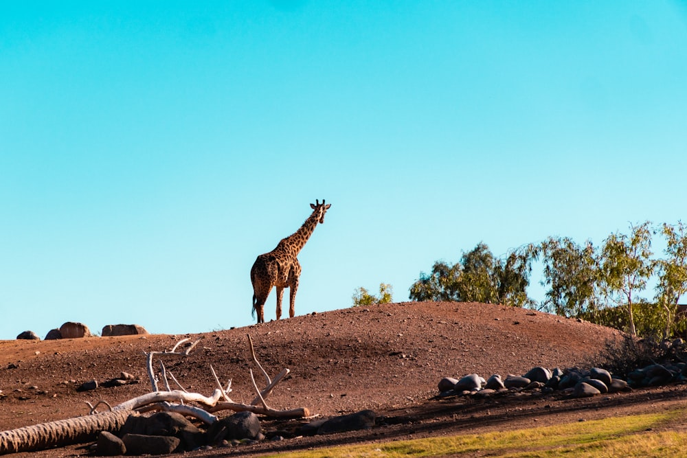 giraffe standing near trees