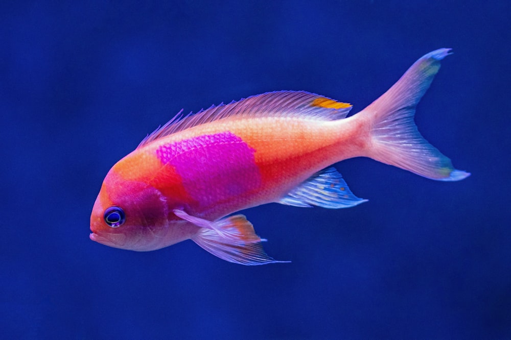 orangefarbener Fisch