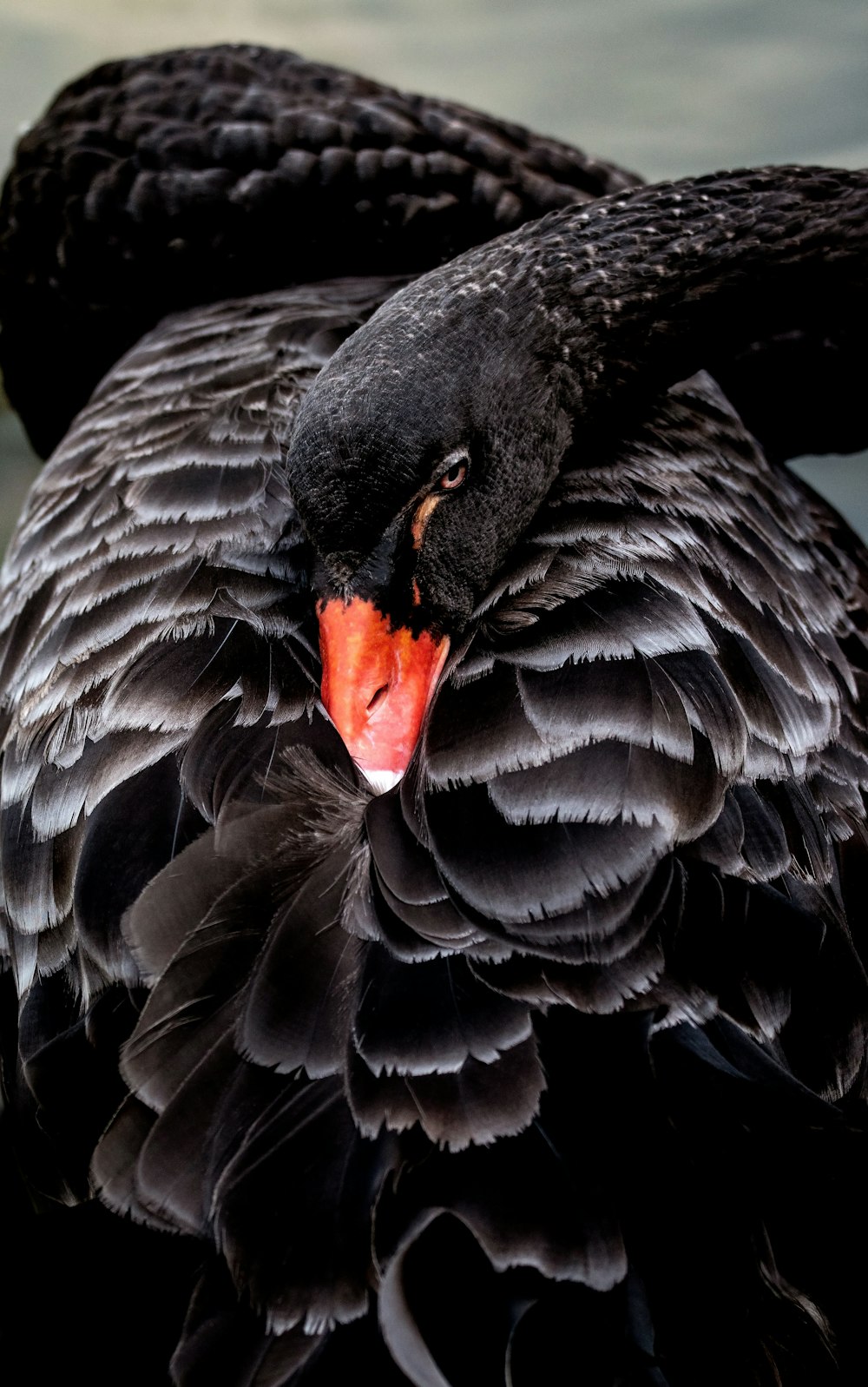 cisne-negro