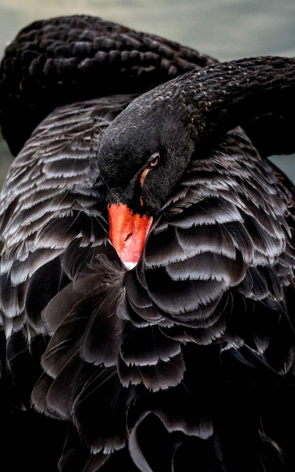 cigno nero