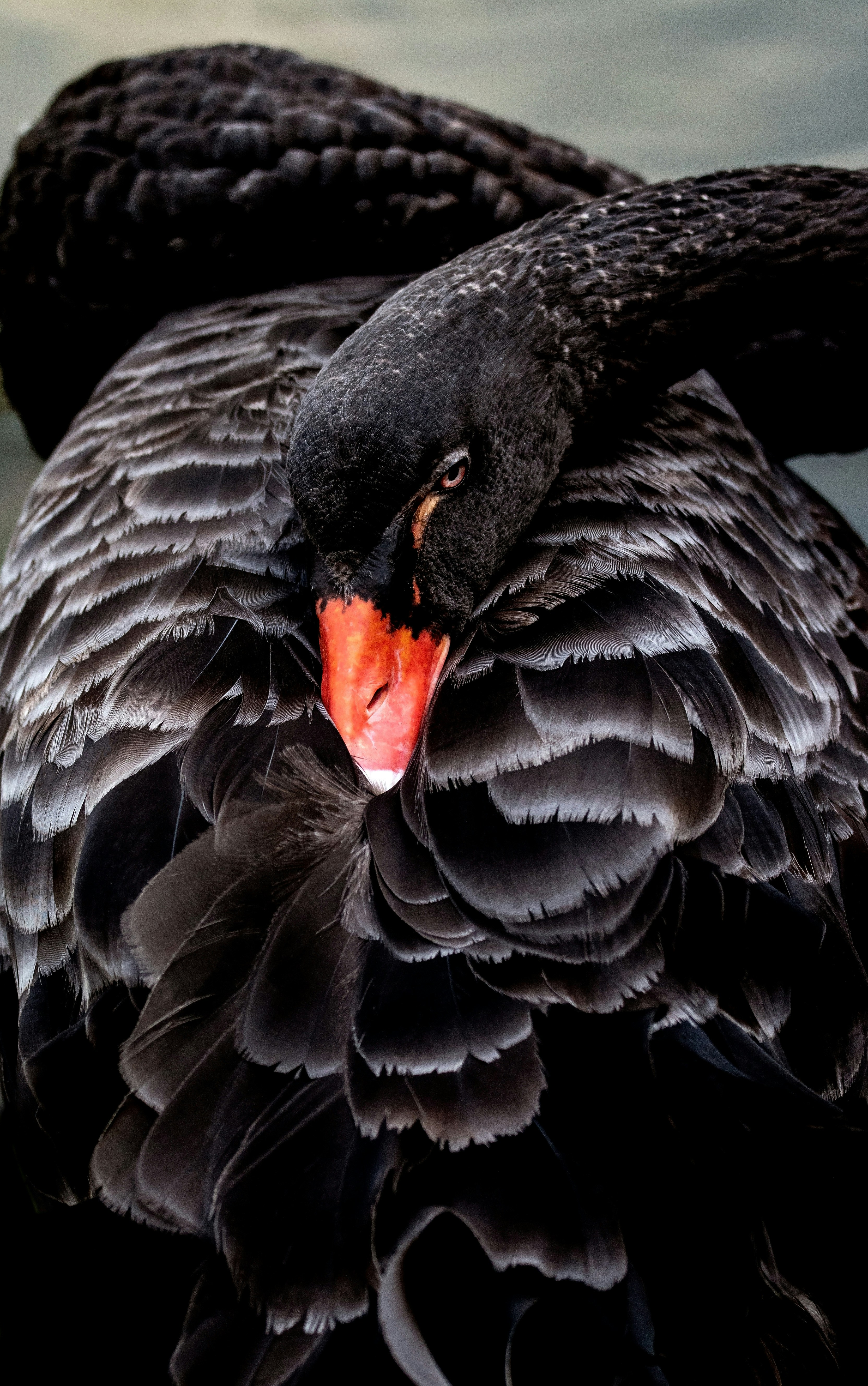Black Swan. A resting Black Swan at Birdworld, Kuranda, Australia. These beautiful birds are native to SE and SW Australia, and have been introduced to New Zealand, England, Japan, China and Florida.