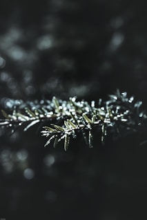 Close-up of a vibrant red pine branch with dewdrops glistening in soft morning light.