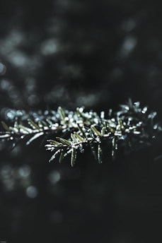 Close-up of a vibrant red pine branch with dewdrops glistening in soft morning light.