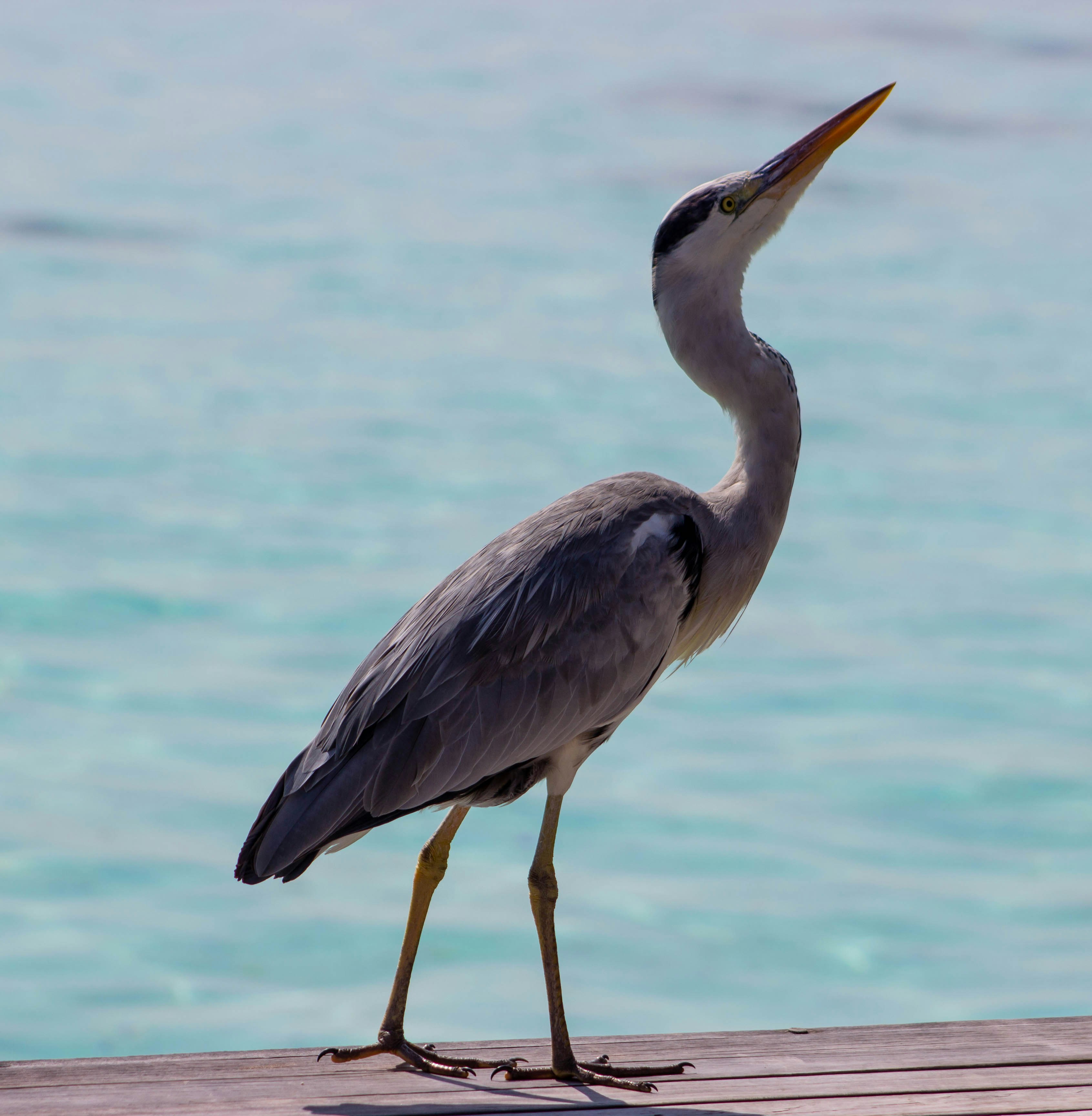 Photo by theotherkev