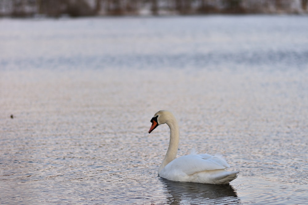 cygne blanc sur l’océan