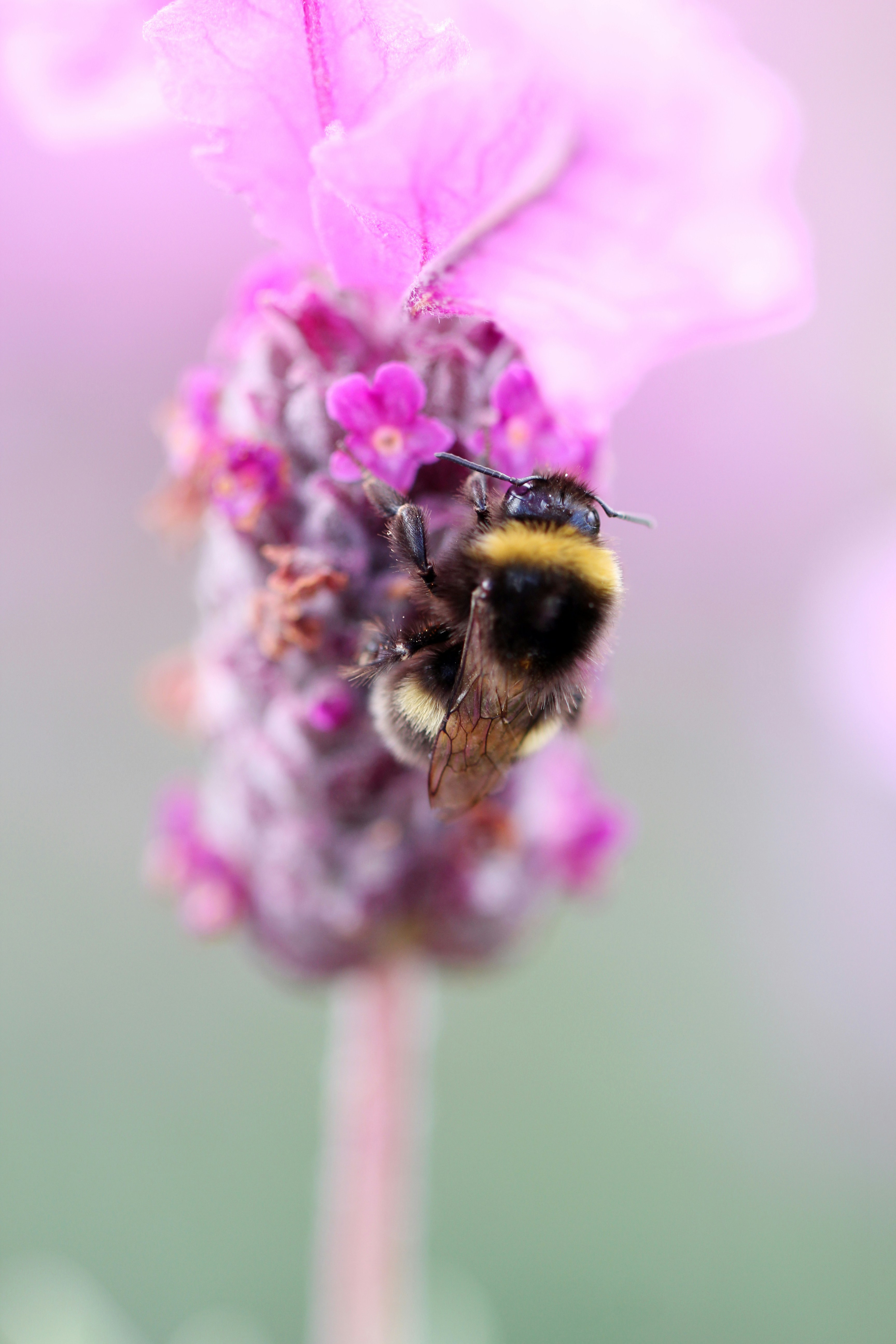 Black And Yellow Bee On Purple Flower Photo Free Bee Image On