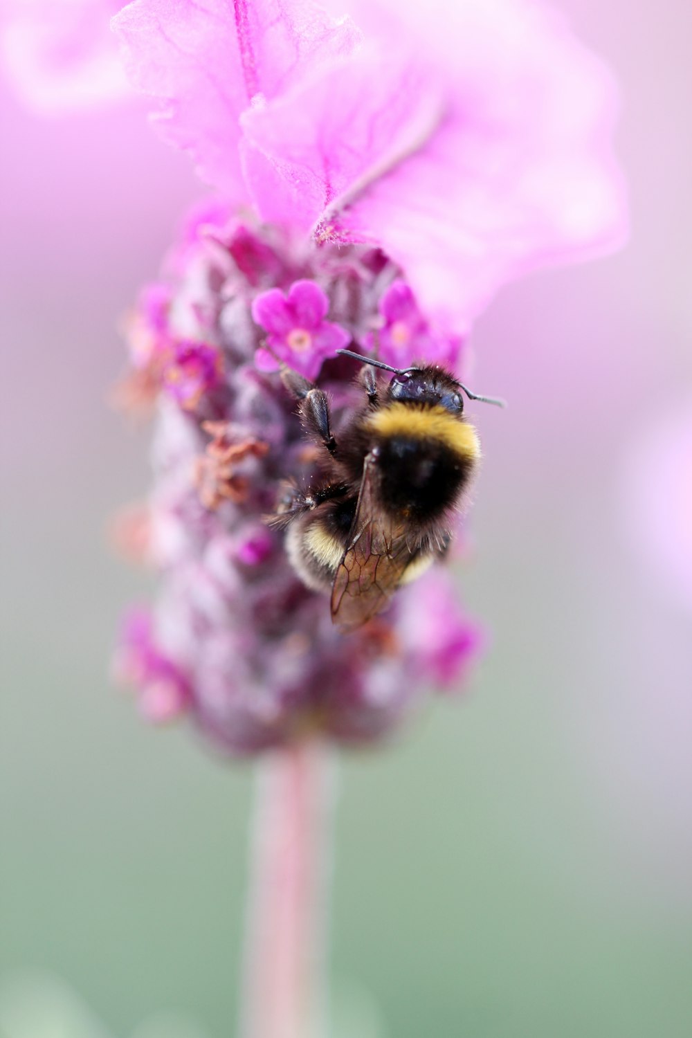 black and yellow bee on purple flower