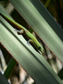 A striking photo of a rare gecko perched on a lush green leaf, showcasing its intricate patterns.