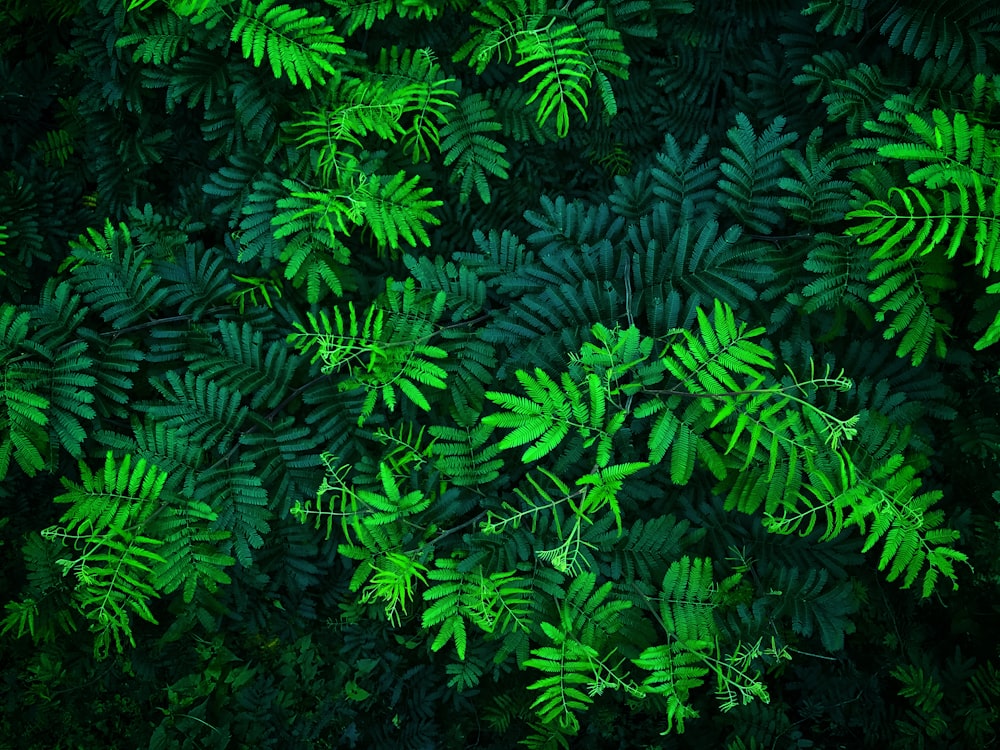 green forest plant