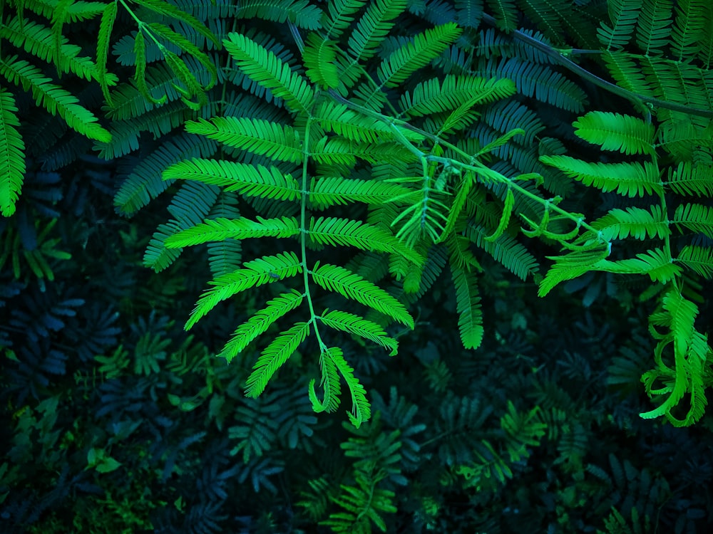 green-leafed plants