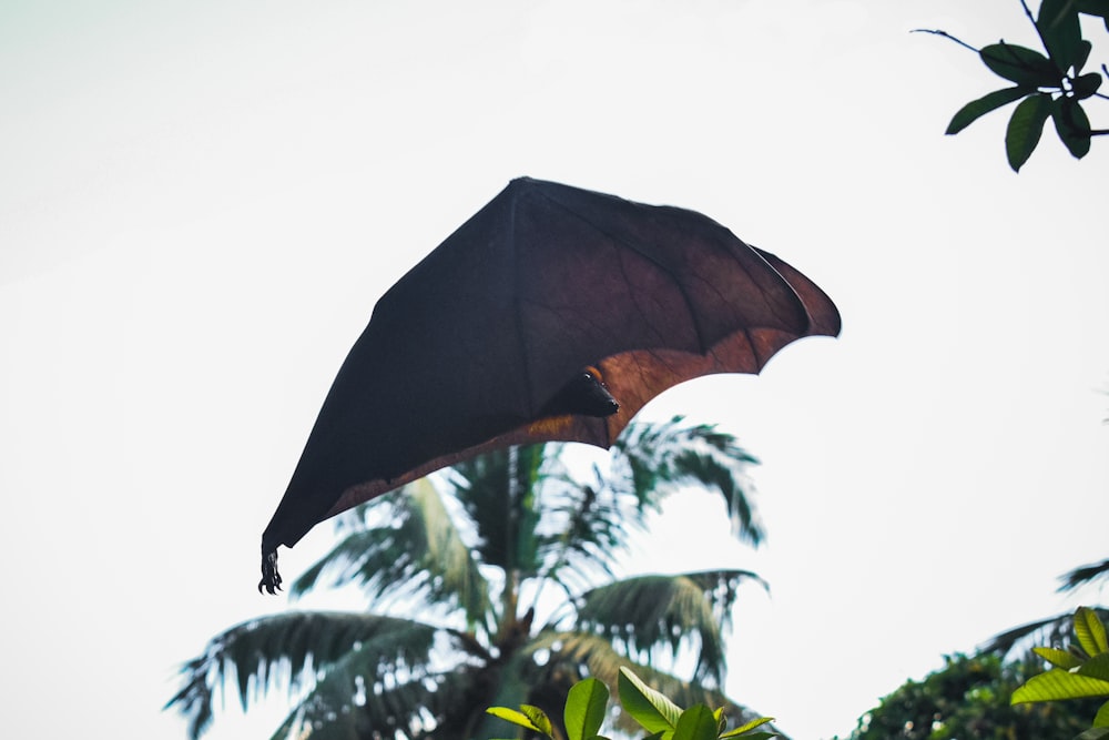 shallow focus photo of brown bat