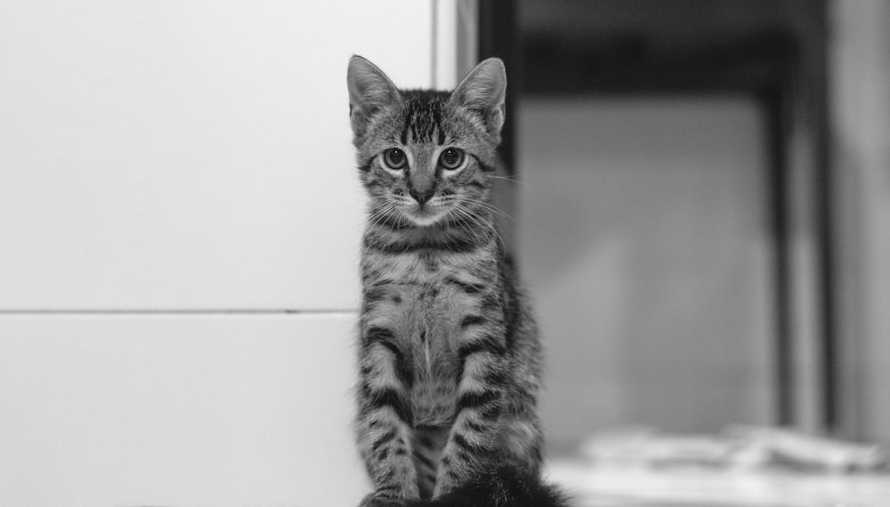 gatto rivestito grigio e nero