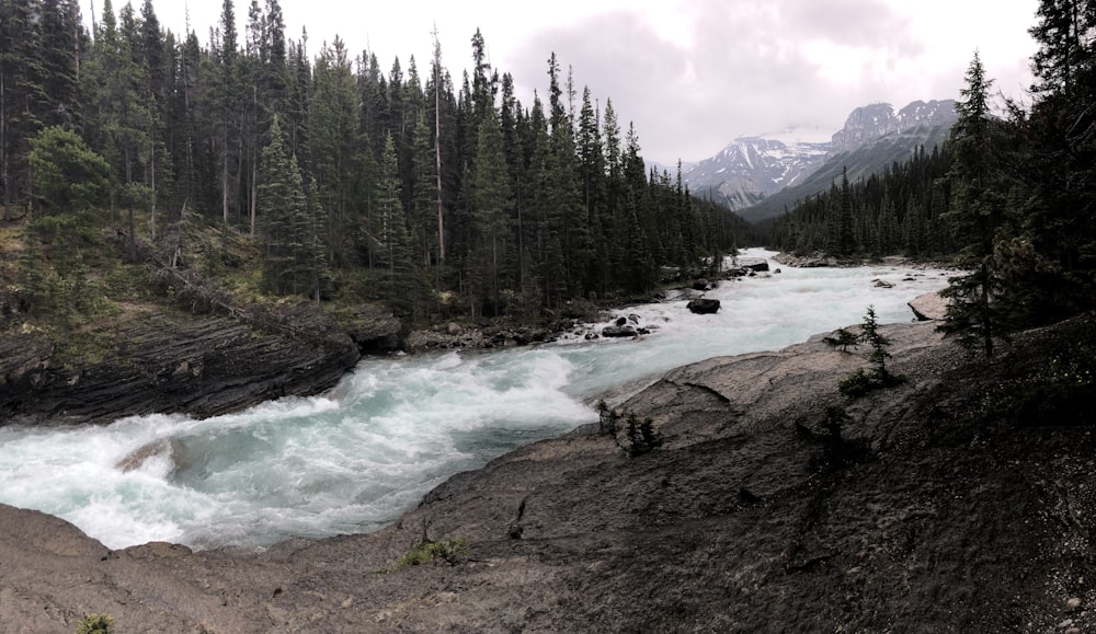 river with trees on sides