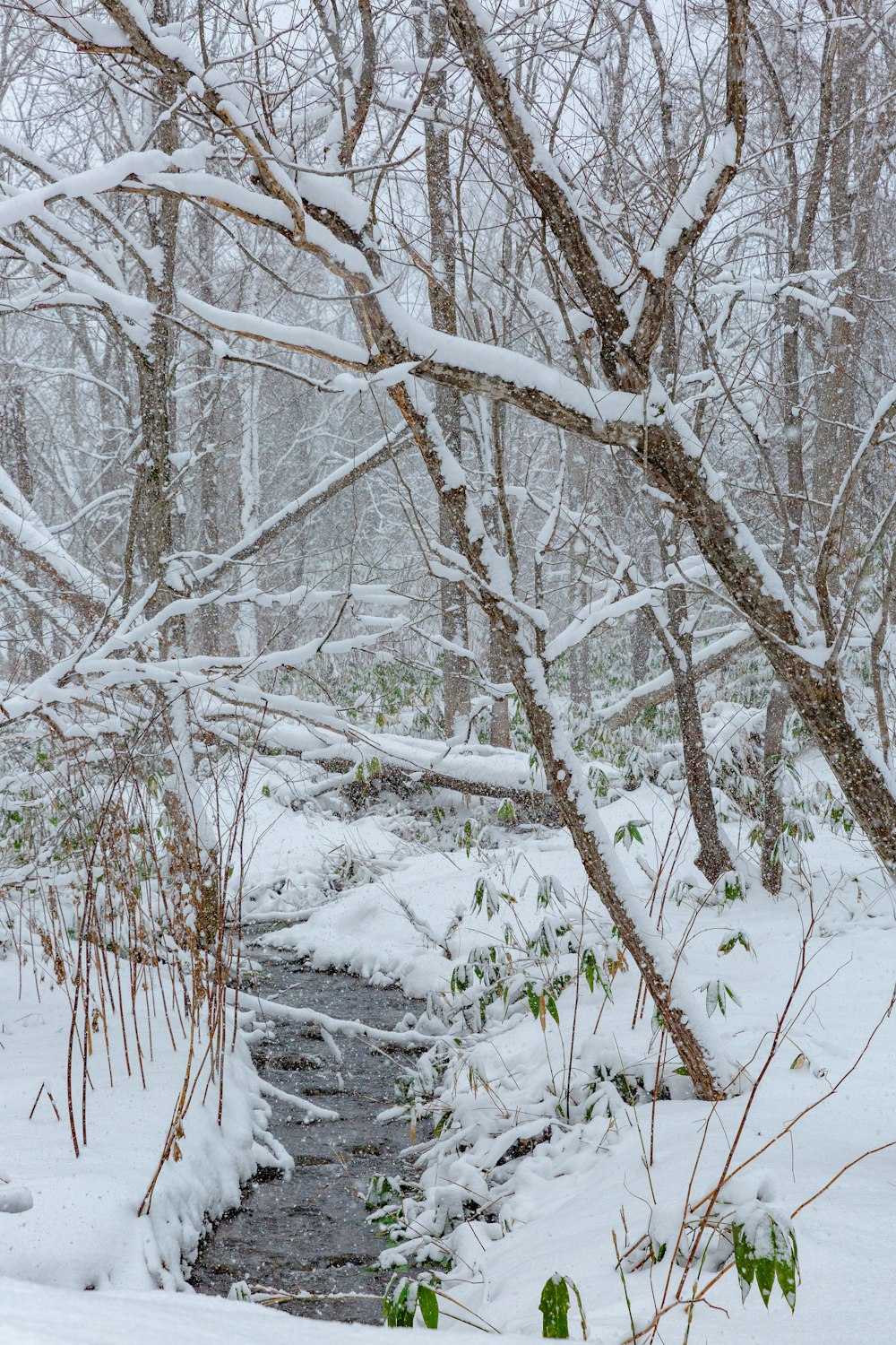 snow-covered trees beside body of water