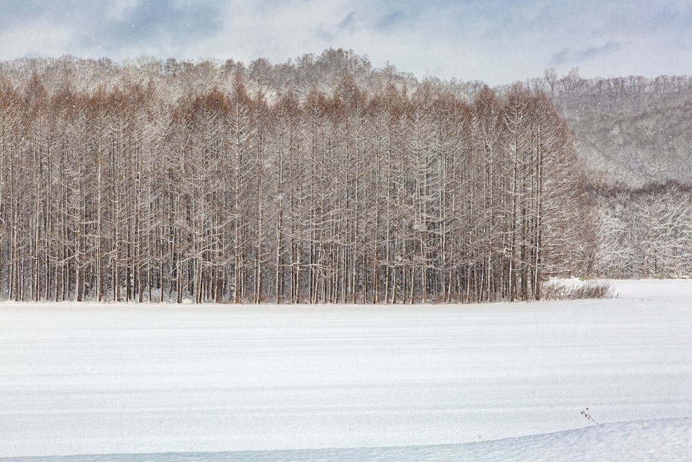 bare trees near mountain during daytime