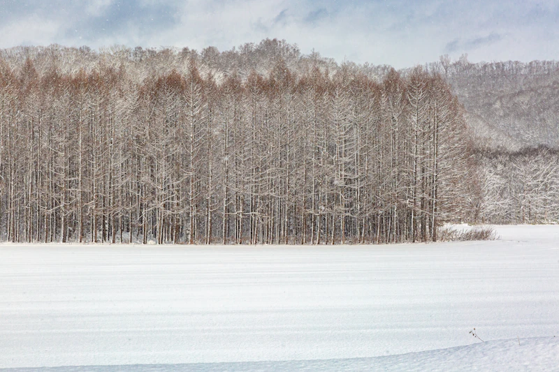 Sapporo Snow Festival: Ice Sculptures, Dates & Visitor Tips