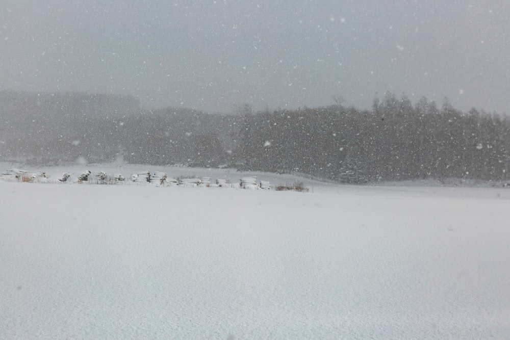 campo y árboles cubiertos de nieve