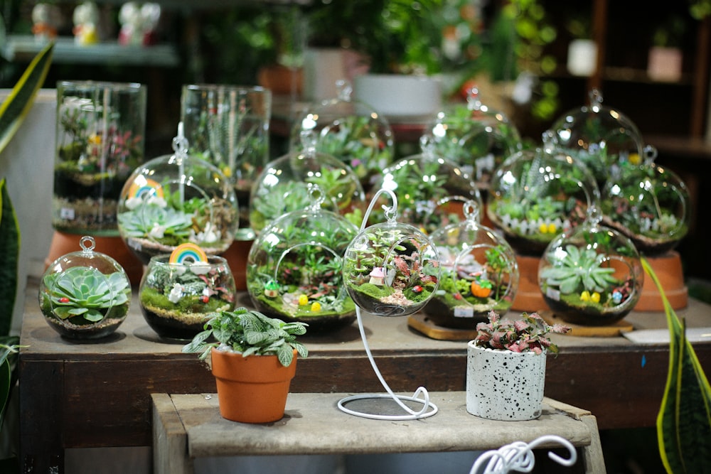 closeup photo of succulents in pots