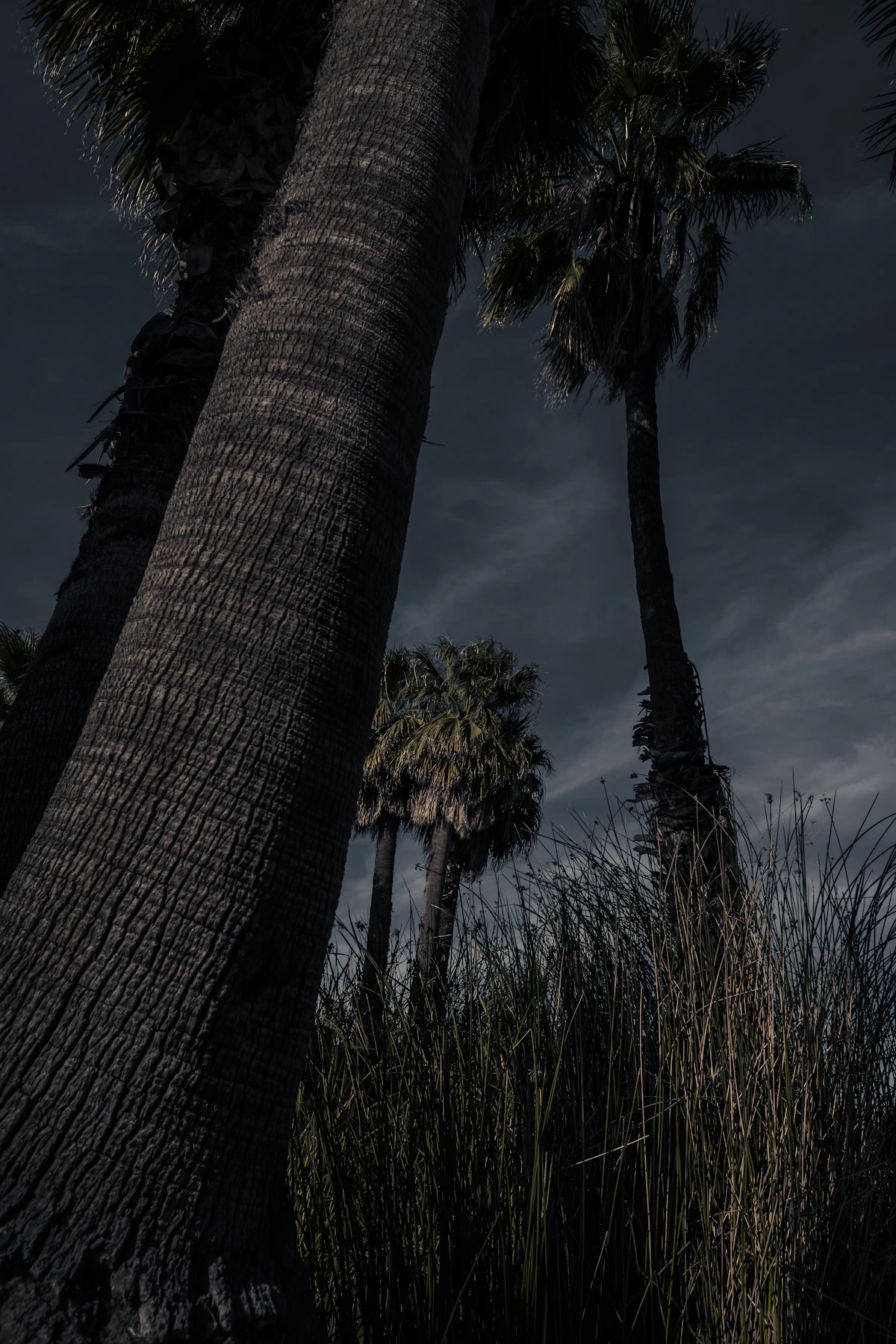 Palm trees bending in heavy wind during a tropical storm