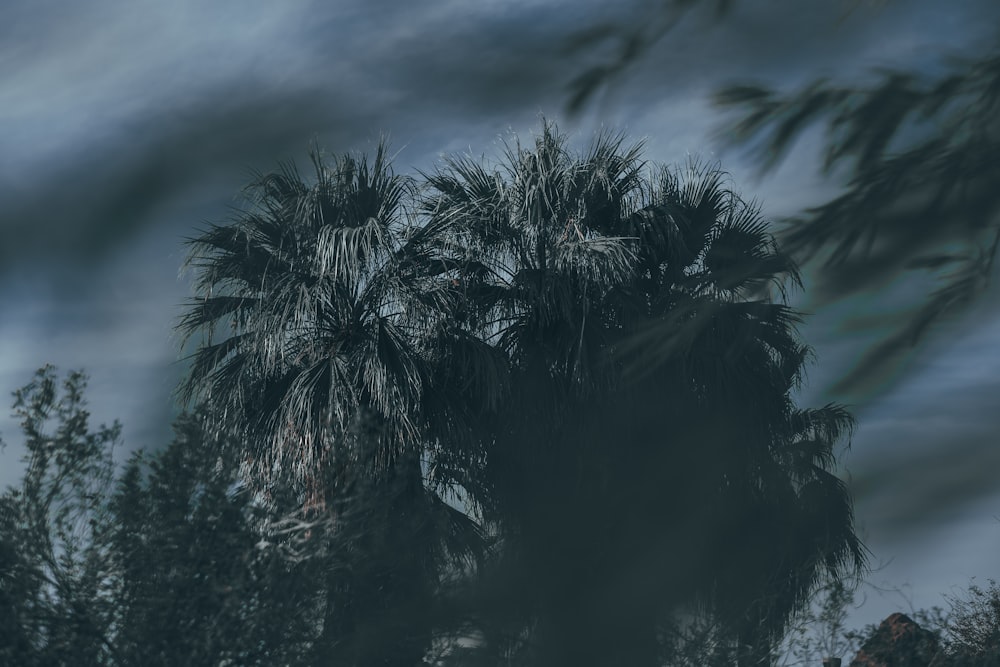 a palm tree in front of a cloudy sky