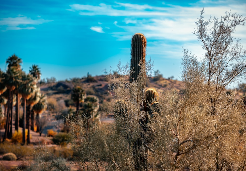 paysage de cactus verts