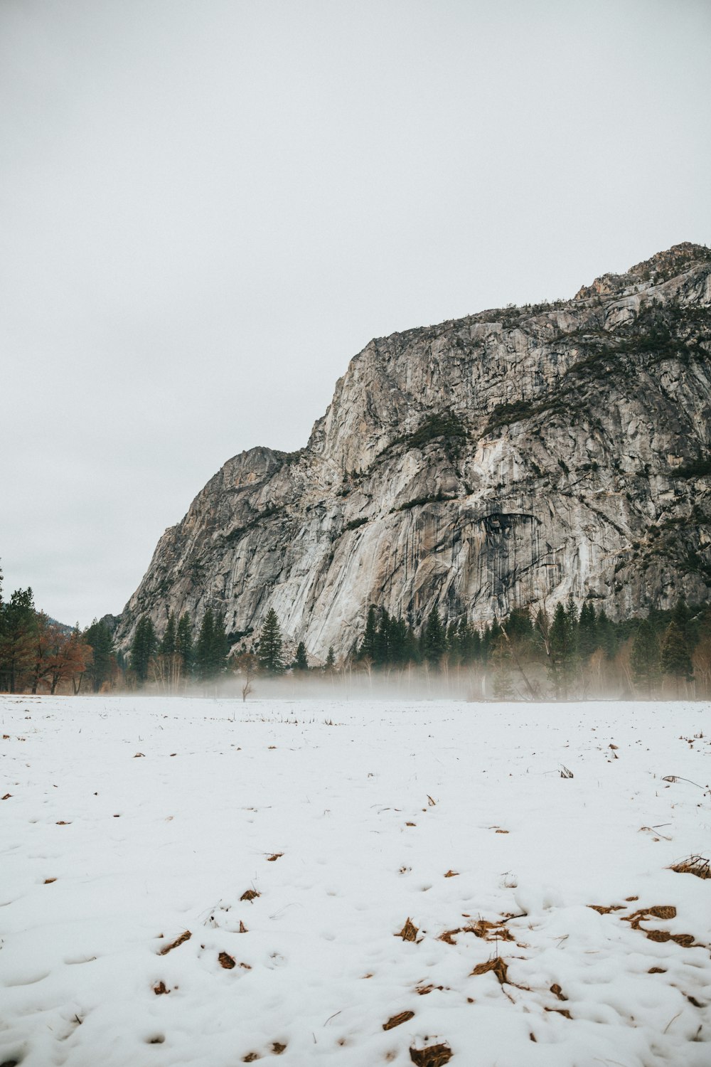 mountain and green pine trees scenery